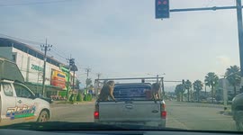 Quit monkeying around back there! Two primates fight in the back of pickup truck waiting for red light