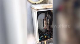 Insurance sale gone wrong? Huge gecko found inside electricity box next to dozens of hatched eggs