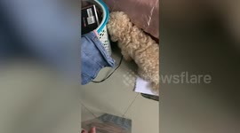 Pet dog turns away while being shown a picture of owner