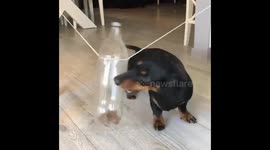 Do it your self toy for dog