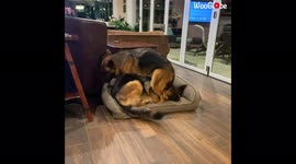 'Two German Shepherds Having a Hard Time Fitting in One Dog Bed '