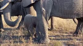 Orphaned albino elephant Khanyisa enjoys some time with her new family, including elephant matriarch, Tokwe