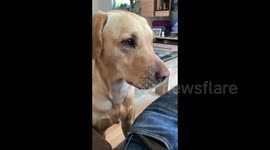 Clever dog warns owner about her blood sugar levels by head-butting her leg