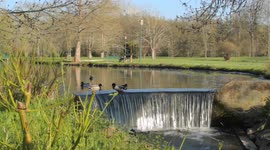 Beautiful French ducks and swans enjoy warm weather in Bléneau Water Gardens
