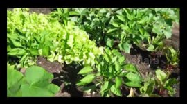 From selfsustainable agriculture to paradisiac beach on Ontario Canada.