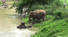 Farmer, 94, throws birthday party for his seven pet elephants
