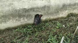 Hapless dog found with head poking through hole in wall rescued in Thailand