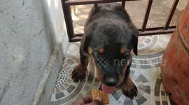 Distressed puppy trapped in metal gate is rescued by man in India