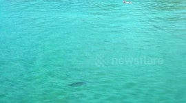 Shark swims between surfers in Byron Bay, Australia