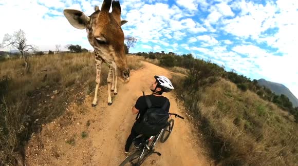 Curious giraffe stops couple in their tracks and begins nuzzling them in incredible close encounter