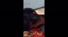 Puppy attending online class!!. It happened in Cuddalore, the southern part of Tamil Nadu, India