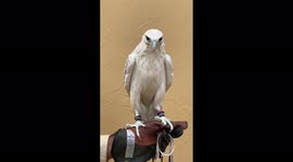 This is falcon and called pure gyr male and it’s  my hobby and business