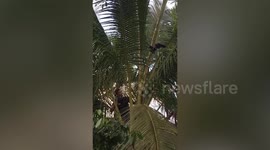 Aggressive python caught after trying to eat farmer’s chickens