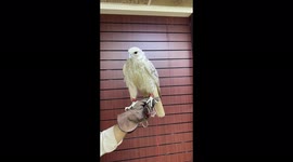 Falcons is my professional hobby and business ♥️♥️♥️♥️