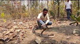 DANGEROUS COBRA DRINKING WATER IN FOREST AT RELEASING TIME