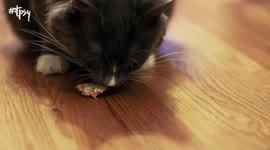 Give me right meow! DIY tuna treats are huge hit with cats