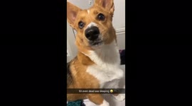 'Anything but 53!' Link the corgi in Texas hilariously reacts only to number 53