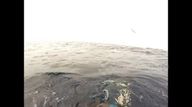 Spearfishing Wahoo, Shark attack