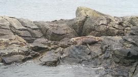 Grey seal / Phoque gris 