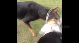 Altercation in a dog park turns nasty