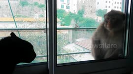Cat doesn't like monkey visitor in Gibraltar