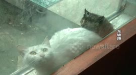 Cat and kitten saved from window gap