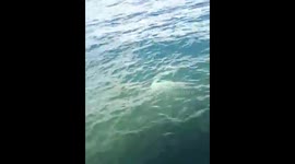 Mermaid in Gensan Philippines