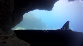 Whitetip Reef Sharks #11