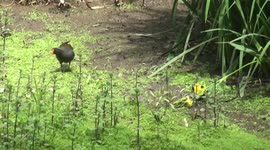 The common Moorhen and his baby / La Poule d'eau et son petit 