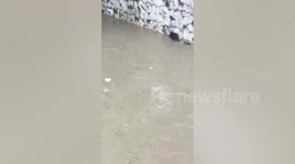 Brave youngsters save drowning dog stuck in swollen river after heavy rain