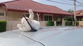 Pet cat lays on car roof playing with aerial like it's a toy