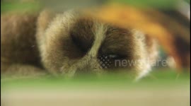 Endangered slow loris rescued from illegal animal market in Indonesia