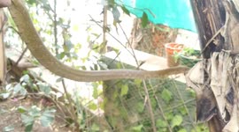 Rat snake lunges at rescuer trying to free it from netting
