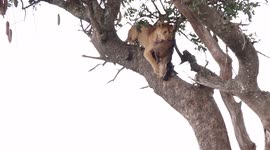 Lioness steals leopard's kill only to fall from tree