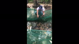 Hundreds of frogs jumped on the man's hand to receive the food