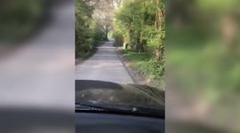 UK boy finds escaped WALLABY on his way home from school - and has befriended it with apples