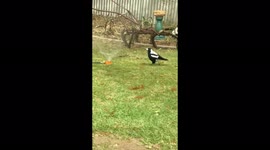 Australian magpie bird plays in sprinkler on warm autumn day.
