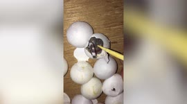 Gecko egg found hatching inside house in Thailand