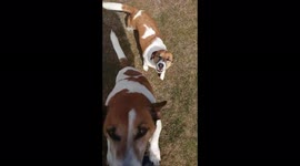 Excitable  Jack Russells tussling to jump up at my feet.Hadn’t seen for months due to lockdown.