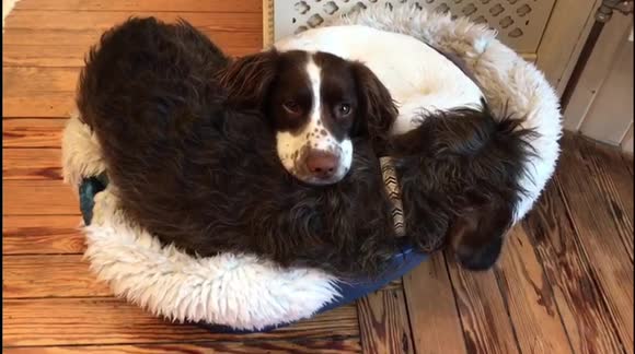 This bed ain't big enough for the two of us! Naughty dachshund tries to steal bed from doggie sister