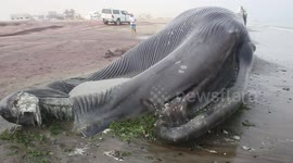 Antarctic blue whale washes up in Nambia ‘after collision with ship’