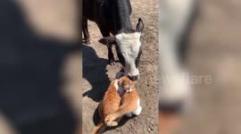Adorable cow and a pair of cats have become the best of friends