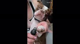 Dramatic dog becomes teary-eyed while getting his nails trimmed