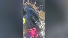 Residents battle in vain to save beached whale in the Philippines