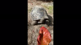 Giant land turtle in seychelles enjoying a meal