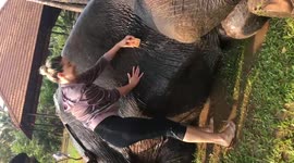 Elephant os getting a well deserved bath on a hot summer day