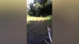 Cobra tries to attack passer-by while shedding skin