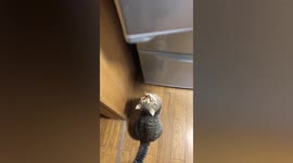Cat jumps into refrigerator looking for food in Japan