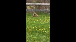 Groundhog Lovers show no shame as they “Spring” in the new season.