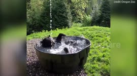 Watch this adorable moment a black bear gives himself a relaxing bath